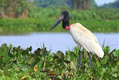 Jabiru